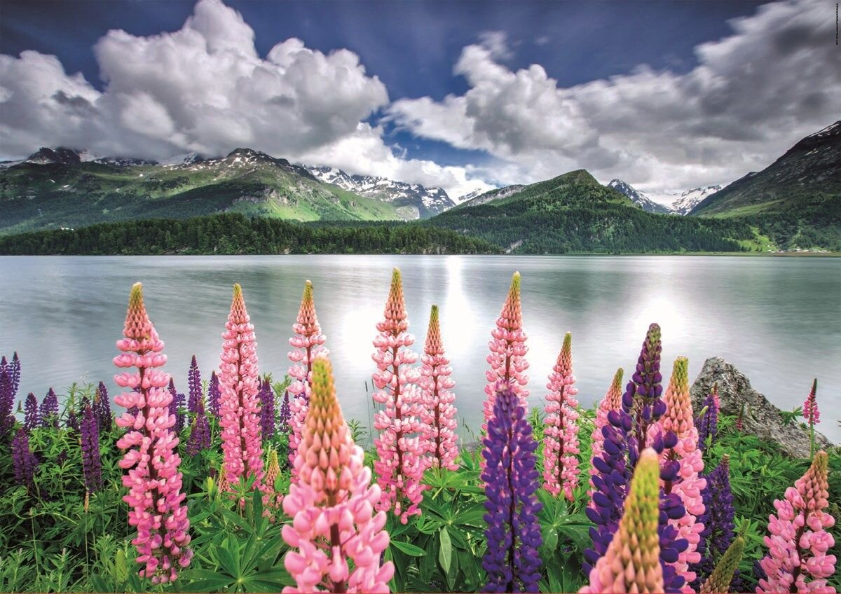 Educa Pussel - Lupins vid Lake Sils i Schweitz 1500 bitar
